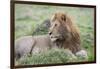 Africa, Kenya, Northern Serengeti Plains, Maasai Mara. Male lion-Cindy Miller Hopkins-Framed Photographic Print