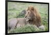 Africa, Kenya, Northern Serengeti Plains, Maasai Mara. Male lion-Cindy Miller Hopkins-Framed Photographic Print