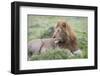 Africa, Kenya, Northern Serengeti Plains, Maasai Mara. Male lion-Cindy Miller Hopkins-Framed Photographic Print