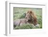 Africa, Kenya, Northern Serengeti Plains, Maasai Mara. Male lion-Cindy Miller Hopkins-Framed Photographic Print