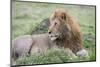 Africa, Kenya, Northern Serengeti Plains, Maasai Mara. Male lion-Cindy Miller Hopkins-Mounted Photographic Print