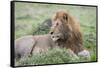 Africa, Kenya, Northern Serengeti Plains, Maasai Mara. Male lion-Cindy Miller Hopkins-Framed Stretched Canvas