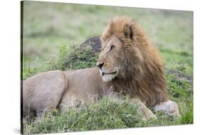 Africa, Kenya, Northern Serengeti Plains, Maasai Mara. Male lion-Cindy Miller Hopkins-Stretched Canvas