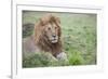 Africa, Kenya, Northern Serengeti Plains, Maasai Mara. Male lion-Cindy Miller Hopkins-Framed Photographic Print