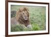 Africa, Kenya, Northern Serengeti Plains, Maasai Mara. Male lion-Cindy Miller Hopkins-Framed Photographic Print