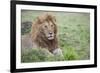 Africa, Kenya, Northern Serengeti Plains, Maasai Mara. Male lion-Cindy Miller Hopkins-Framed Photographic Print