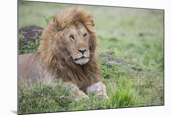 Africa, Kenya, Northern Serengeti Plains, Maasai Mara. Male lion-Cindy Miller Hopkins-Mounted Photographic Print