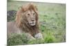 Africa, Kenya, Northern Serengeti Plains, Maasai Mara. Male lion-Cindy Miller Hopkins-Mounted Photographic Print