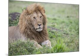 Africa, Kenya, Northern Serengeti Plains, Maasai Mara. Male lion-Cindy Miller Hopkins-Mounted Photographic Print