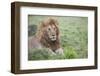Africa, Kenya, Northern Serengeti Plains, Maasai Mara. Male lion-Cindy Miller Hopkins-Framed Photographic Print