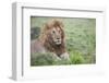 Africa, Kenya, Northern Serengeti Plains, Maasai Mara. Male lion-Cindy Miller Hopkins-Framed Photographic Print