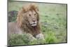 Africa, Kenya, Northern Serengeti Plains, Maasai Mara. Male lion-Cindy Miller Hopkins-Mounted Photographic Print