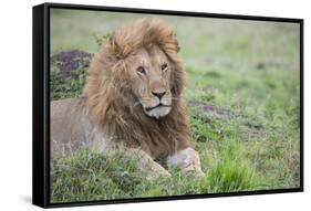 Africa, Kenya, Northern Serengeti Plains, Maasai Mara. Male lion-Cindy Miller Hopkins-Framed Stretched Canvas
