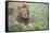 Africa, Kenya, Northern Serengeti Plains, Maasai Mara. Male lion-Cindy Miller Hopkins-Framed Stretched Canvas