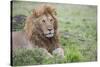 Africa, Kenya, Northern Serengeti Plains, Maasai Mara. Male lion-Cindy Miller Hopkins-Stretched Canvas