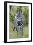 Africa, Kenya, Northern Serengeti Plains, Maasai Mara. Plains zebra aka Burchell's zebra-Cindy Miller Hopkins-Framed Photographic Print