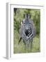 Africa, Kenya, Northern Serengeti Plains, Maasai Mara. Plains zebra aka Burchell's zebra-Cindy Miller Hopkins-Framed Photographic Print