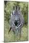 Africa, Kenya, Northern Serengeti Plains, Maasai Mara. Plains zebra aka Burchell's zebra-Cindy Miller Hopkins-Mounted Photographic Print