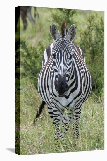 Africa, Kenya, Northern Serengeti Plains, Maasai Mara. Plains zebra aka Burchell's zebra-Cindy Miller Hopkins-Stretched Canvas