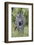 Africa, Kenya, Northern Serengeti Plains, Maasai Mara. Plains zebra aka Burchell's zebra-Cindy Miller Hopkins-Framed Photographic Print