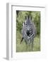 Africa, Kenya, Northern Serengeti Plains, Maasai Mara. Plains zebra aka Burchell's zebra-Cindy Miller Hopkins-Framed Photographic Print