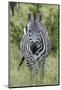 Africa, Kenya, Northern Serengeti Plains, Maasai Mara. Plains zebra aka Burchell's zebra-Cindy Miller Hopkins-Mounted Photographic Print