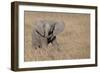 Africa, Kenya, Ol Pejeta Conservancy. Baby African elephant-Cindy Miller Hopkins-Framed Photographic Print