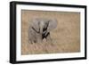 Africa, Kenya, Ol Pejeta Conservancy. Baby African elephant-Cindy Miller Hopkins-Framed Photographic Print