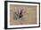 Africa, Kenya, Ol Pejeta Conservancy. Baby African elephant-Cindy Miller Hopkins-Framed Photographic Print