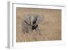 Africa, Kenya, Ol Pejeta Conservancy. Baby African elephant-Cindy Miller Hopkins-Framed Photographic Print