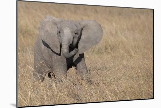 Africa, Kenya, Ol Pejeta Conservancy. Baby African elephant-Cindy Miller Hopkins-Mounted Photographic Print