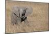 Africa, Kenya, Ol Pejeta Conservancy. Baby African elephant-Cindy Miller Hopkins-Mounted Photographic Print