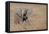 Africa, Kenya, Ol Pejeta Conservancy. Baby African elephant-Cindy Miller Hopkins-Framed Stretched Canvas