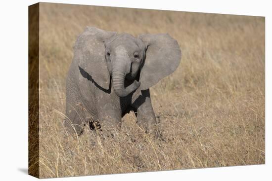 Africa, Kenya, Ol Pejeta Conservancy. Baby African elephant-Cindy Miller Hopkins-Stretched Canvas