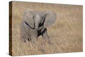Africa, Kenya, Ol Pejeta Conservancy. Baby African elephant-Cindy Miller Hopkins-Stretched Canvas