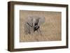 Africa, Kenya, Ol Pejeta Conservancy. Baby African elephant-Cindy Miller Hopkins-Framed Photographic Print