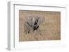 Africa, Kenya, Ol Pejeta Conservancy. Baby African elephant-Cindy Miller Hopkins-Framed Photographic Print