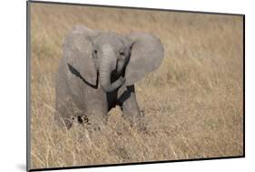 Africa, Kenya, Ol Pejeta Conservancy. Baby African elephant-Cindy Miller Hopkins-Mounted Photographic Print