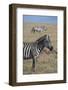 Africa, Kenya, Ol Pejeta Conservancy. Bruchell's zebra in grassland habitat.-Cindy Miller Hopkins-Framed Photographic Print