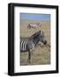 Africa, Kenya, Ol Pejeta Conservancy. Bruchell's zebra in grassland habitat.-Cindy Miller Hopkins-Framed Photographic Print