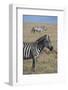 Africa, Kenya, Ol Pejeta Conservancy. Bruchell's zebra in grassland habitat.-Cindy Miller Hopkins-Framed Photographic Print