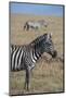 Africa, Kenya, Ol Pejeta Conservancy. Bruchell's zebra in grassland habitat.-Cindy Miller Hopkins-Mounted Photographic Print