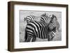 Africa, Kenya, Ol Pejeta Conservancy. Bruchell's zebra in grassland habitat.-Cindy Miller Hopkins-Framed Photographic Print