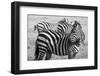 Africa, Kenya, Ol Pejeta Conservancy. Bruchell's zebra in grassland habitat.-Cindy Miller Hopkins-Framed Photographic Print