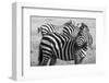 Africa, Kenya, Ol Pejeta Conservancy. Bruchell's zebra in grassland habitat.-Cindy Miller Hopkins-Framed Photographic Print