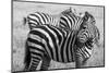 Africa, Kenya, Ol Pejeta Conservancy. Bruchell's zebra in grassland habitat.-Cindy Miller Hopkins-Mounted Photographic Print