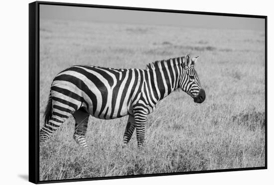 Africa, Kenya, Ol Pejeta Conservancy. Bruchell's zebra in grassland habitat,-Cindy Miller Hopkins-Framed Stretched Canvas