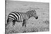 Africa, Kenya, Ol Pejeta Conservancy. Bruchell's zebra in grassland habitat,-Cindy Miller Hopkins-Stretched Canvas