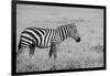 Africa, Kenya, Ol Pejeta Conservancy. Bruchell's zebra in grassland habitat,-Cindy Miller Hopkins-Framed Photographic Print