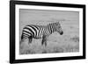 Africa, Kenya, Ol Pejeta Conservancy. Bruchell's zebra in grassland habitat,-Cindy Miller Hopkins-Framed Photographic Print
